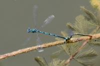 Erythromma lindenii
