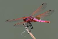 Trithemis annulata