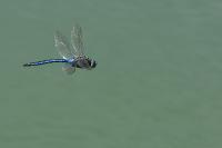 Anax imperator