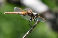 Trithemis annulata
