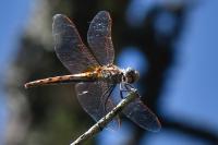 Trithemis annulata