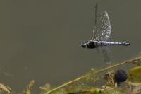 Orthetrum cancellatum