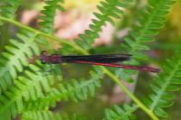 Calopteryx haemorrhoidalis