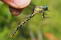 Onychogomphus uncatus