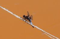Libellula depressa