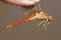 Crocothemis erythraea