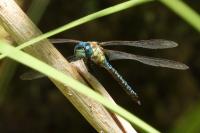 Aeshna affinis