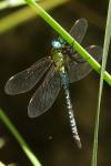 Aeshna affinis