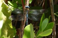Aeshna affinis