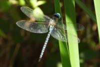 Aeshna affinis