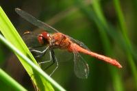 Sympetrum sanguineum