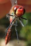 Sympetrum sanguineum