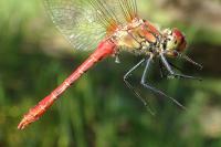 Sympetrum sanguineum