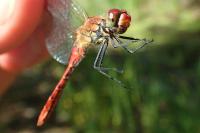 Sympetrum sanguineum