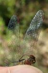 Sympetrum sanguineum