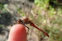 Sympetrum sanguineum