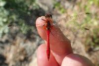 Sympetrum sanguineum