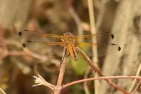Libellula fulva