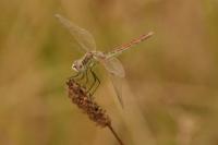 Sympetrum fonscolombii