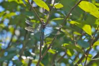 Anax parthenope