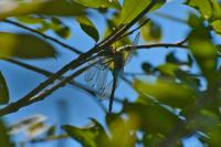 Anax parthenope
