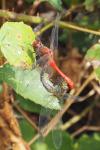Sympetrum sanguineum