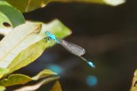 Ischnura elegans