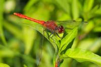 Sympetrum sanguineum