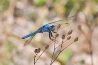 Orthetrum brunneum