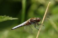 Libellula depressa