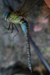 Aeshna affinis