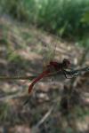 Sympetrum sanguineum