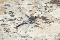Orthetrum cancellatum