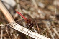 Sympetrum sanguineum