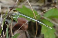 Platycnemis latipes