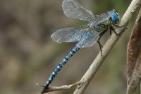 Aeshna affinis