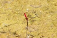 Crocothemis erythraea
