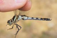 Orthetrum albistylum