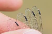Orthetrum albistylum