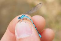 Enallagma cyathigerum