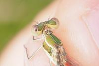Lestes virens