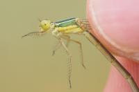 Lestes barbarus