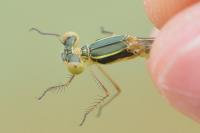 Lestes barbarus