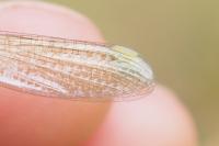 Lestes barbarus