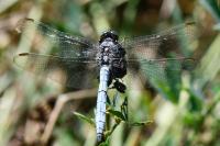 Orthetrum coerulescens