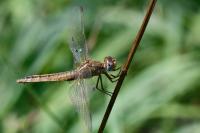 Crocothemis erythraea