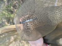 Orthetrum albistylum