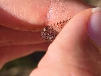 Lestes barbarus