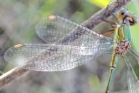 Chalcolestes viridis