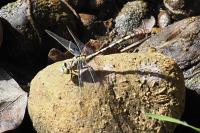 Onychogomphus forcipatus